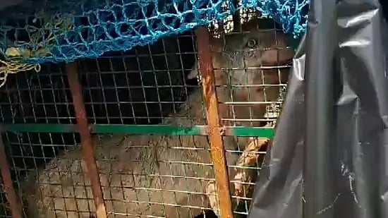 PTI : Wolf captured in UP's Bahraich |